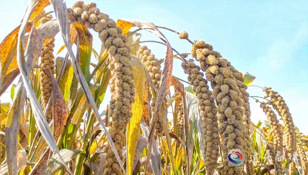 农业种植致富渠道_农村致富项目种植业_农村致富新项目种植业