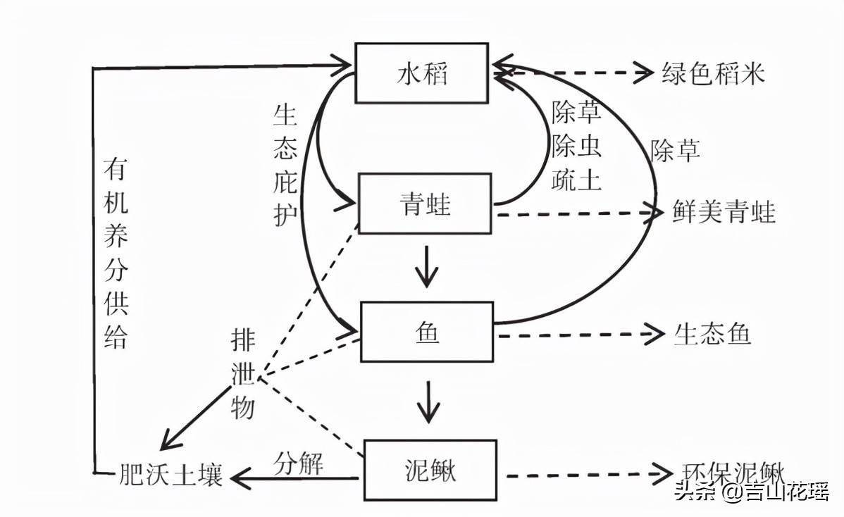 基金项目：稻蛙鳅鱼立体种养模式实践与探讨