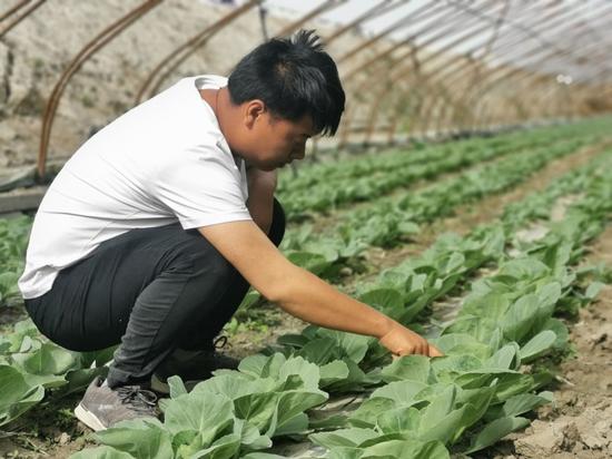 第二师二十五团大棚种植蔬菜 助农增收致富