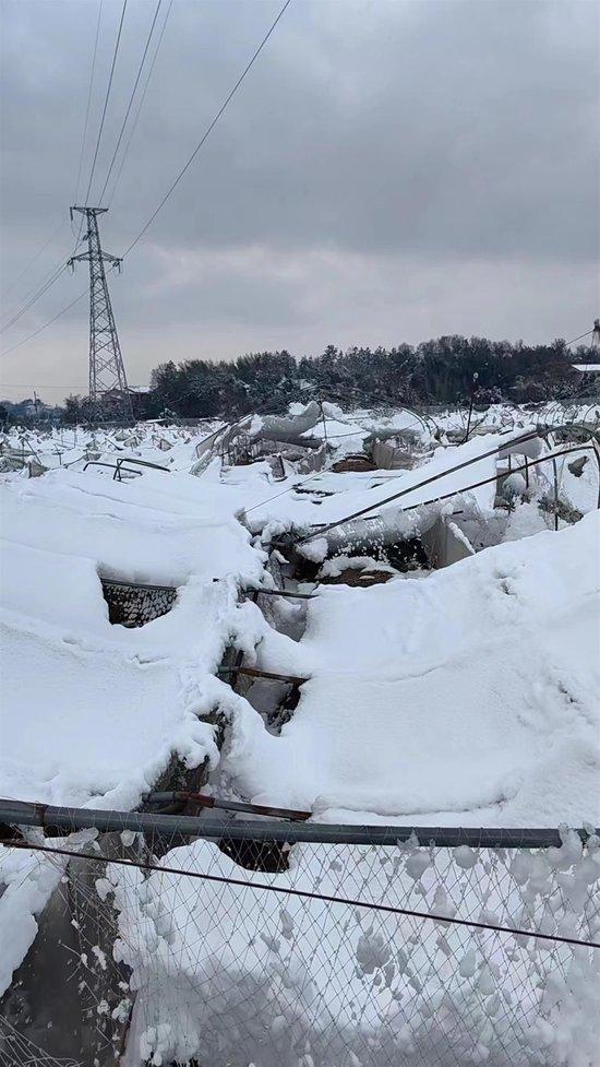 湖南衡阳一蛙农大棚被暴雪压垮，自称损失50万，农业局：全县蛙类受灾最严重