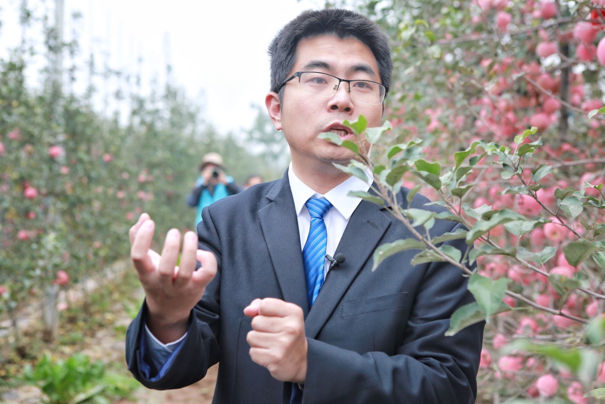 种植苹果的有利条件_种植苹果技术_种植苹果技术要求