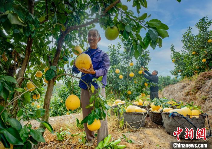 致富种植农业渠道是什么_农业种植致富渠道_农村致富项目种植业