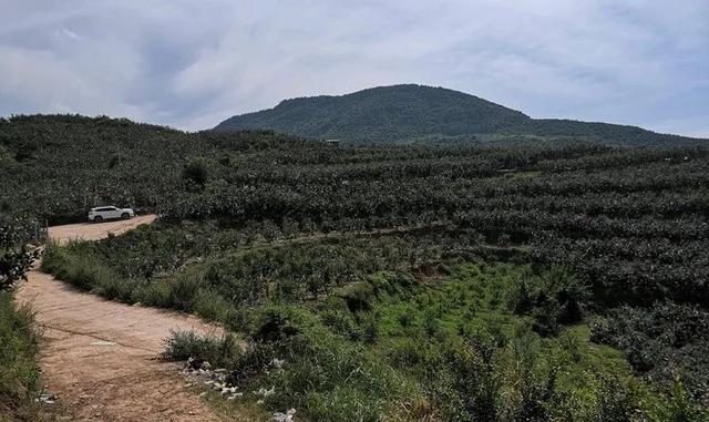 石榴的种植前景与收益_石榴种植致富经_致富石榴种植方法