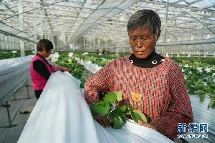 致富种植视频全集_种植致富不再难_种养致富