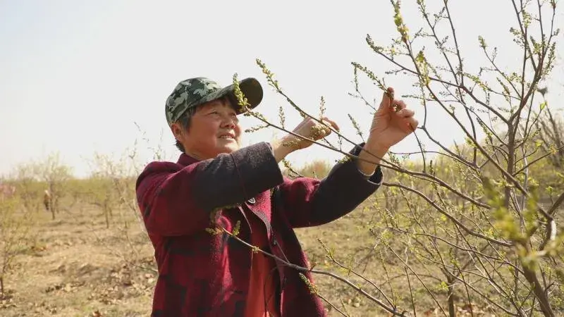 山上干叶子的致富经_山上干叶子的致富经_山上干叶子的致富经