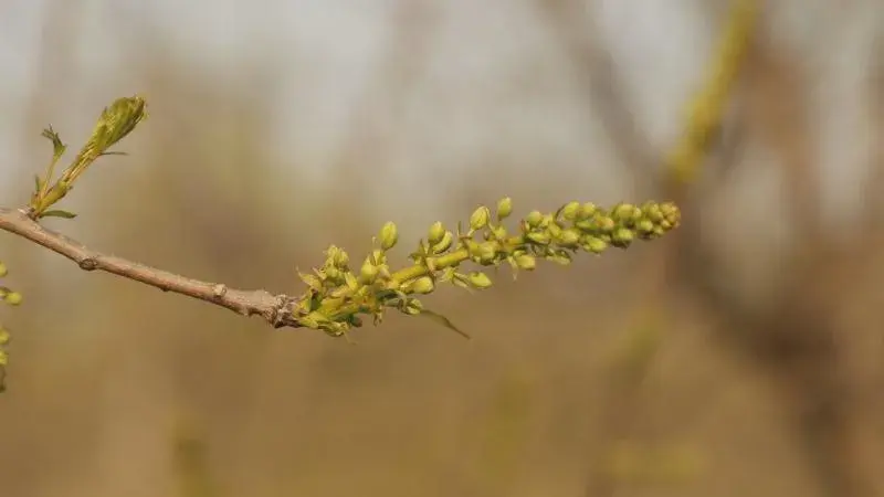 山上干叶子的致富经_山上干叶子的致富经_山上干叶子的致富经