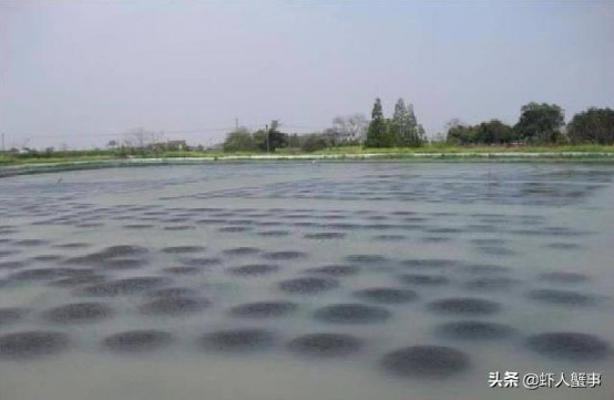 养殖大螃蟹技术视频_螃蟹视频养殖技术大全_螃蟹养殖视频教程