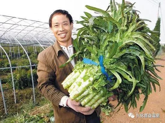 大棚种植越冬莴笋，栽培技术要点掌握这些，莴笋优质高产有希望