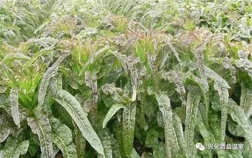 越冬露地莴笋种植技术_越冬种植莴笋露地技术视频_露地莴笋越冬种植视频