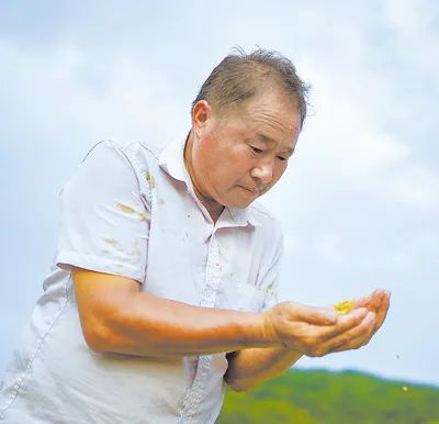 致富经养鸭子_吃草的鸭致富经_吃草的鸭子致富经