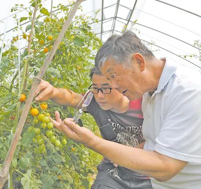 吃草的鸭子致富经_吃草的鸭致富经_致富经养鸭子