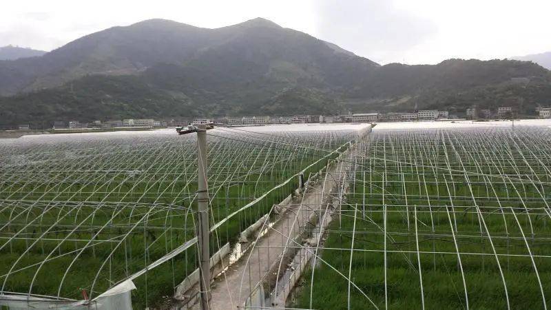 山东西红柿种植基地_临沂西红柿种植致富_临沂西红柿哪里种植的多