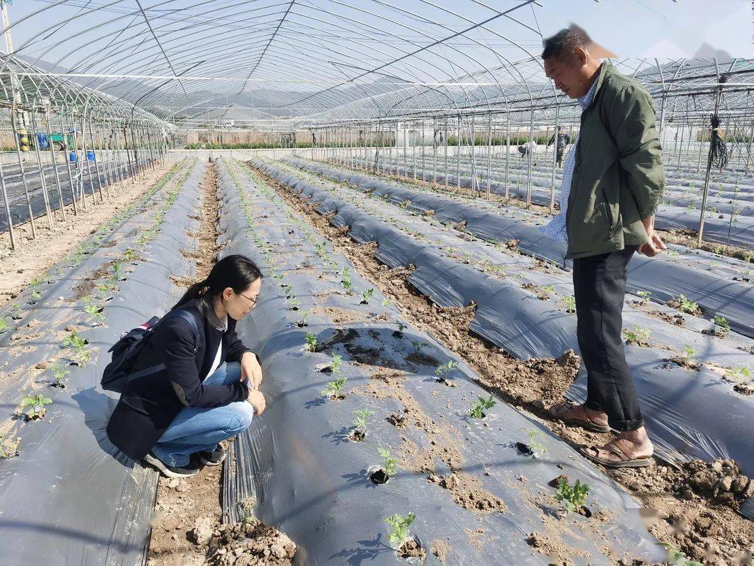 山东西红柿种植基地_临沂西红柿种植致富_临沂西红柿哪里种植的多