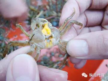 养殖技术:河蟹选苗的十大法则