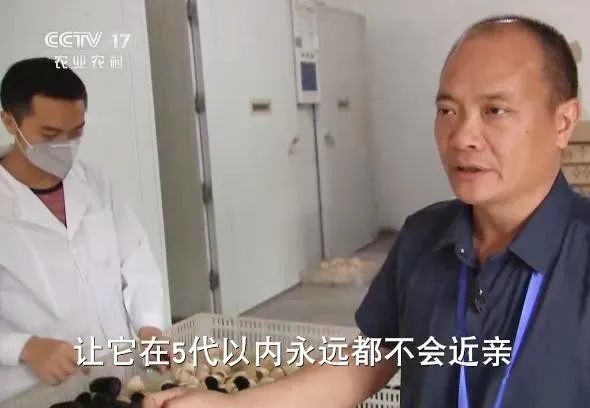 赤水乌骨鸡多少钱一斤_贵州赤水乌骨鸡_致富经赤水乌骨鸡