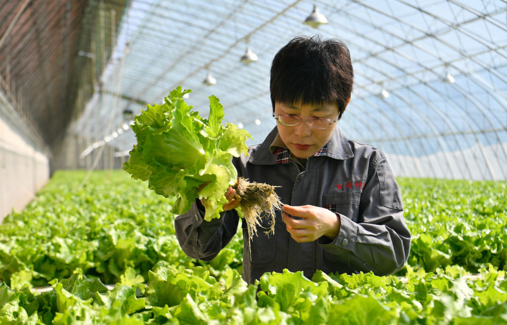 视频致富甘蔗种植cctv7_cctv7甘蔗种植视频致富经_央视甘蔗种植技术