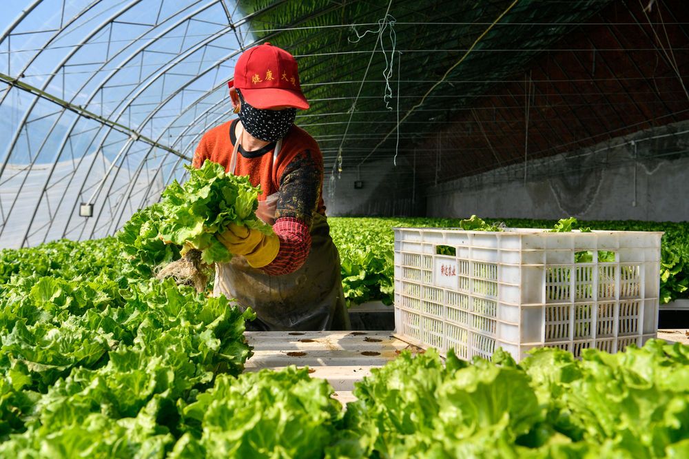 央视甘蔗种植技术_cctv7甘蔗种植视频致富经_视频致富甘蔗种植cctv7