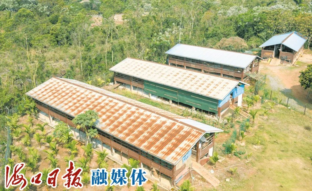 海口龙华区龙桥镇科技引领发展黑山羊养殖 “羊羊得意”底气足