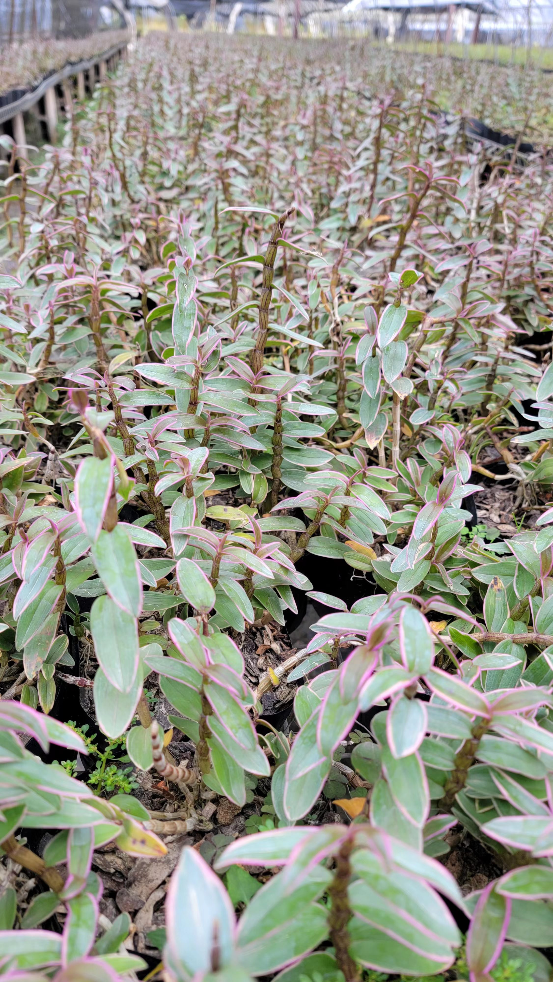 致富种植创业项目_致富经暴利种植行业_十大暴利种植行业