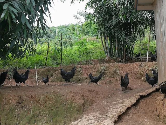 致富经赤水乌骨鸡_赤水乌骨鸡多少钱一斤_赤水乌骨鸡养殖专业户