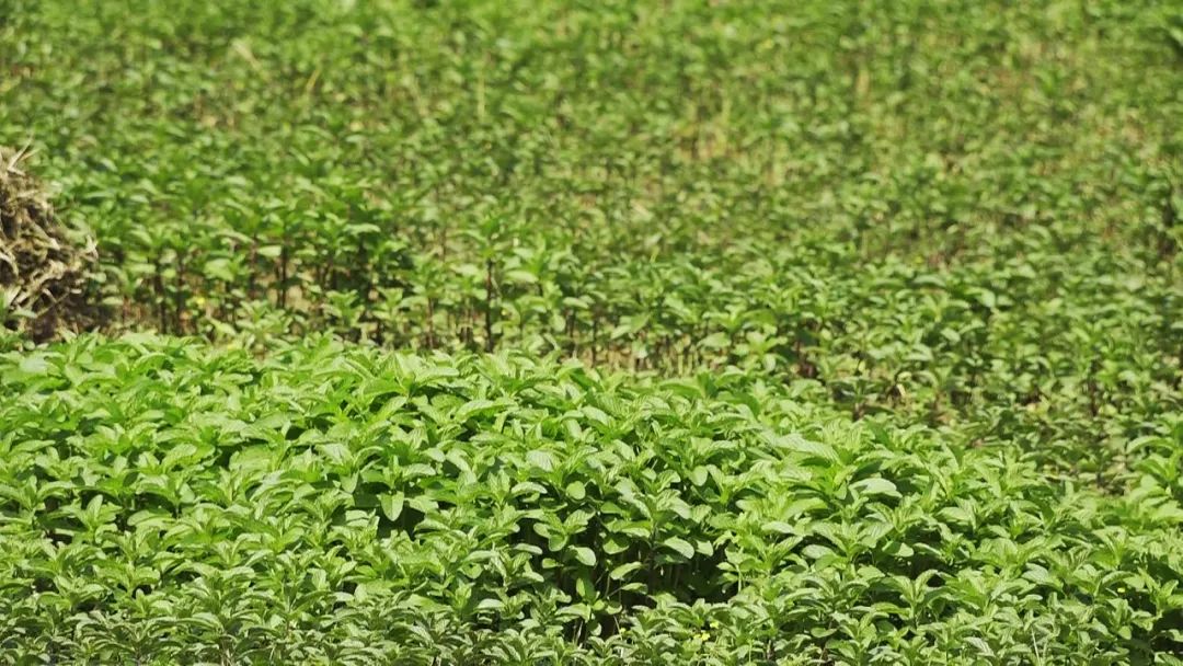 致富药材种植基地在哪_中药材种植致富经_种植药材致富