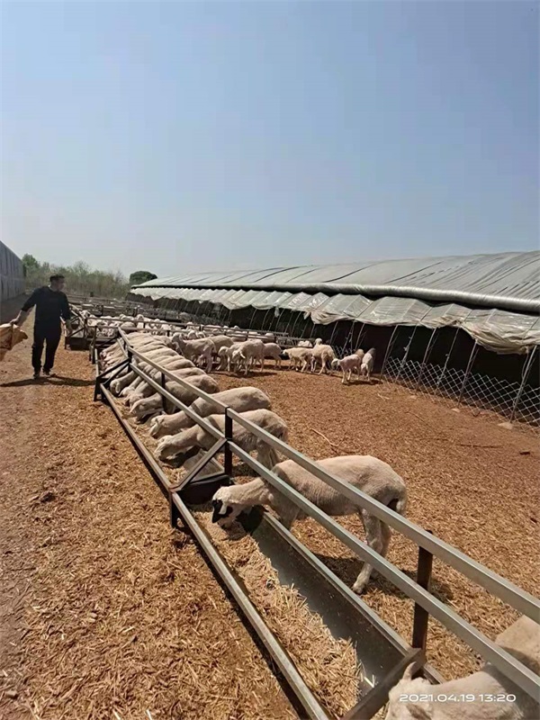 澳洲白绵羊种羊价格_澳洲白绵羊养殖基地_大姐养殖澳洲白绵羊致富