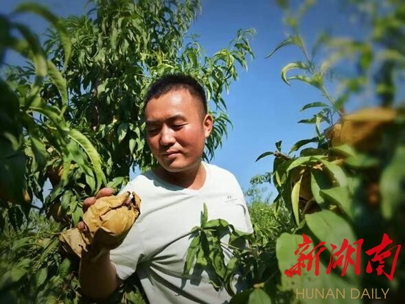 香丝瓜亩产量_香丝瓜种植致富_致富种植丝瓜香不香