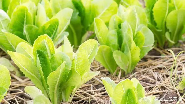 越冬种植莴笋露地技术要求_越冬露地莴笋种植技术_越冬种植莴笋露地技术要点