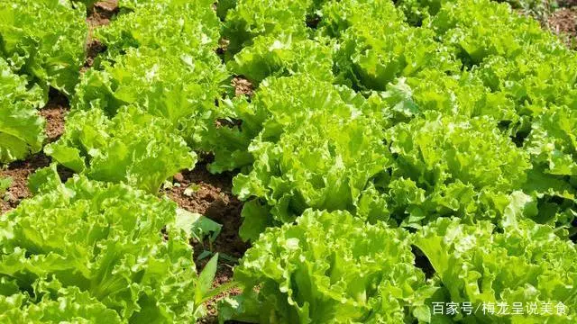 越冬种植莴笋露地技术要求_越冬种植莴笋露地技术要点_越冬露地莴笋种植技术