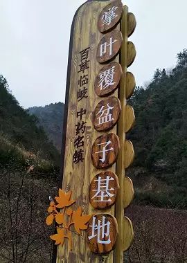 半夏高产种植视频_半夏药材种植骗局_致富经种半夏