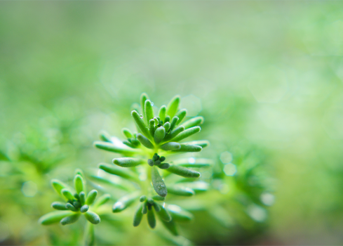 冬季大白菜种植技术视频_冬白菜的种植技术_冬白菜的种植技术视频