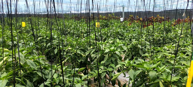 湖北农村种植什么赚钱不愁销路_湖北种植什么最赚钱_致富经湖北种植什么