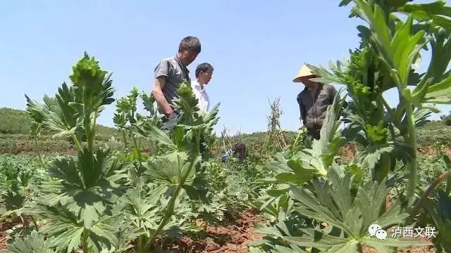 致富经种半夏_半夏种植效益_半夏药材种植骗局