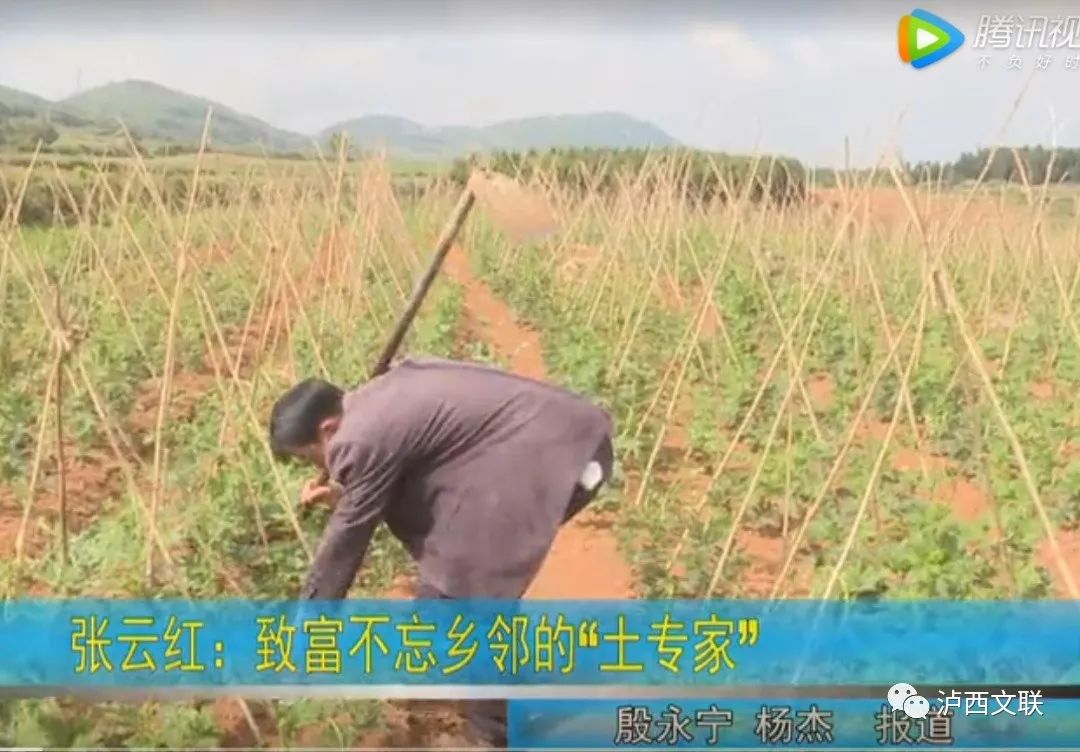 半夏药材种植骗局_致富经种半夏_半夏种植效益