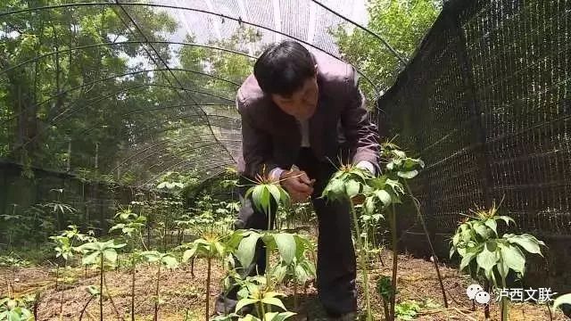 半夏种植效益_半夏药材种植骗局_致富经种半夏