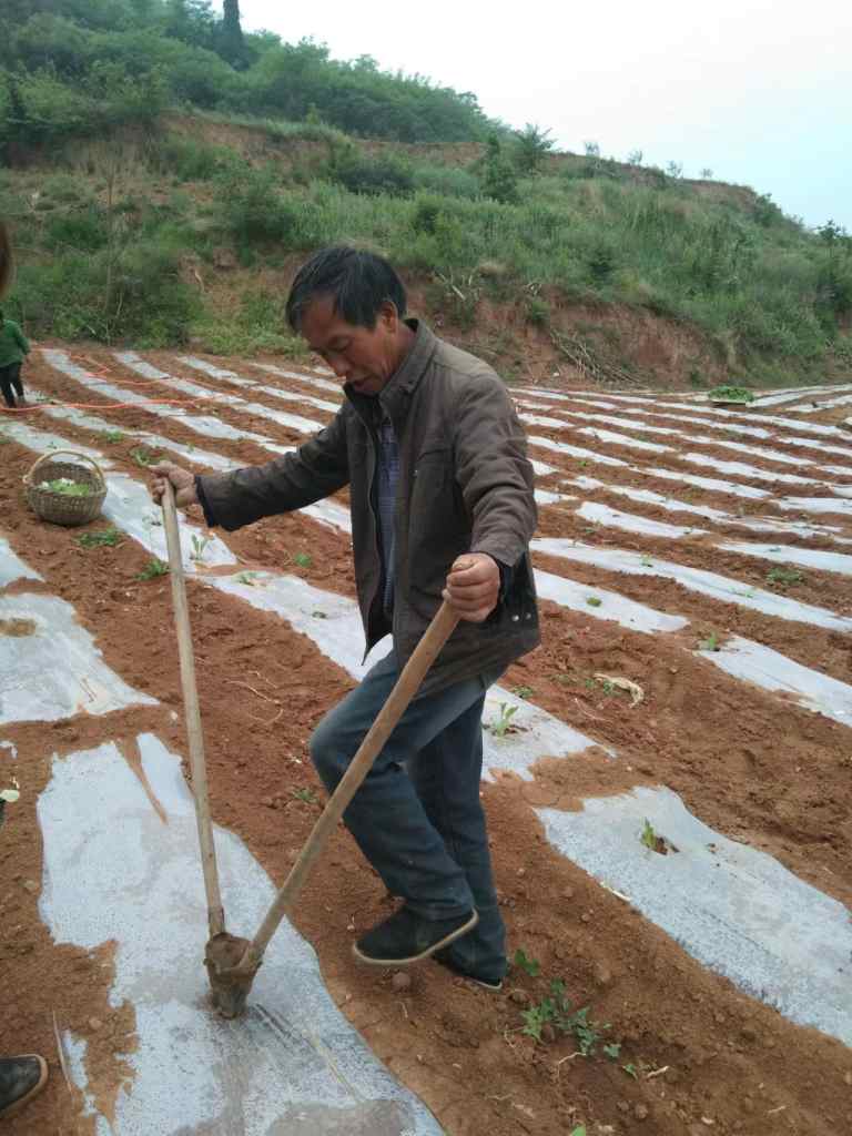 柏隆村用烟叶种植铺就致富路