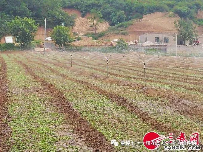 半夏种植赚钱吗_致富经半夏种植_致富经种半夏