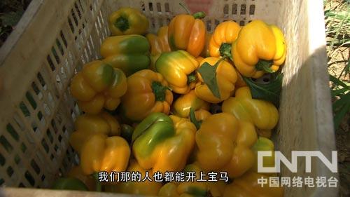 CCTV7《致富经》:河南淮阳县马伟国 大学毕业回家挖坑发展大棚种植(3)