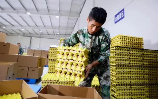 蛋鸡养殖致富视频_养蛋鸡视频大全视频农户_养蛋鸡视频大全视频