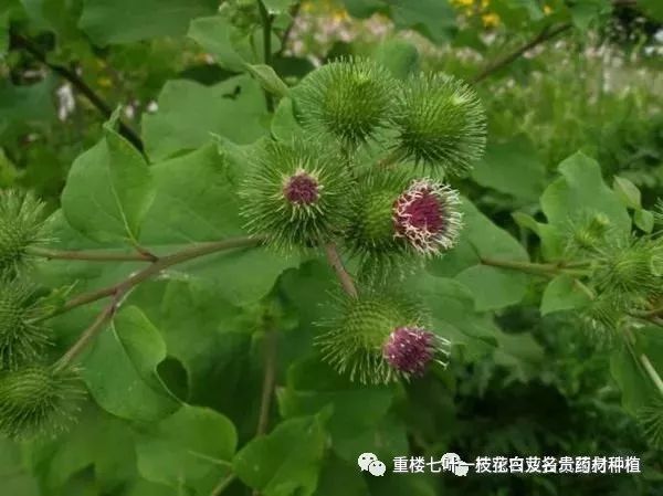 致富经半夏种植_致富经种半夏_半夏药材种植骗局