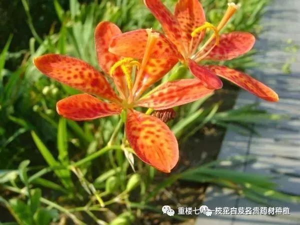 半夏药材种植骗局_致富经种半夏_致富经半夏种植