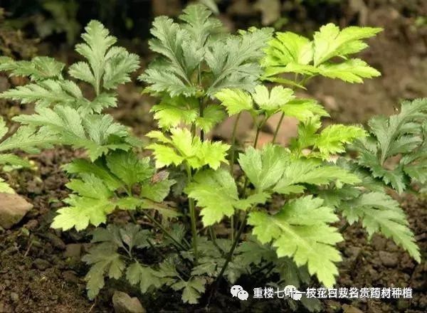 致富经半夏种植_半夏药材种植骗局_致富经种半夏