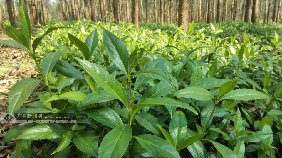 横县：林下种植草珊瑚 村民走出致富路