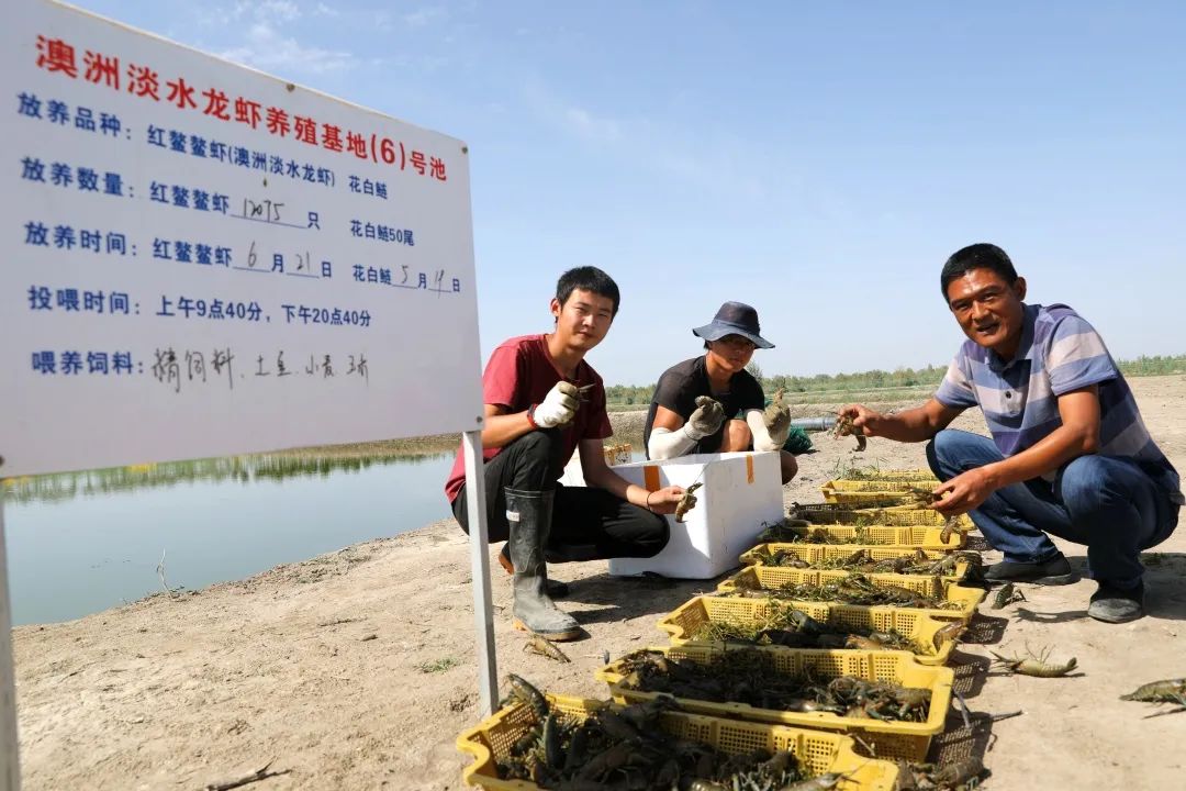 澳洲龙虾养殖技术视频教程_澳洲龙虾的养殖技术_澳洲龙虾养殖技术大全