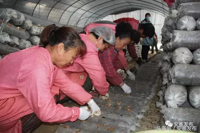 “建华特色”香菇致富