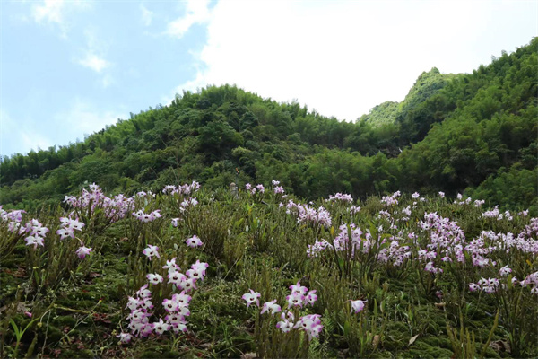 合江县凤鸣镇：山间“石斛花”开出乡村“致富经”