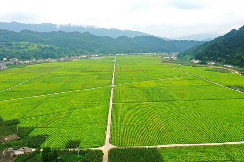 泸州古蔺：科技种植 苗乡烟叶喜丰收