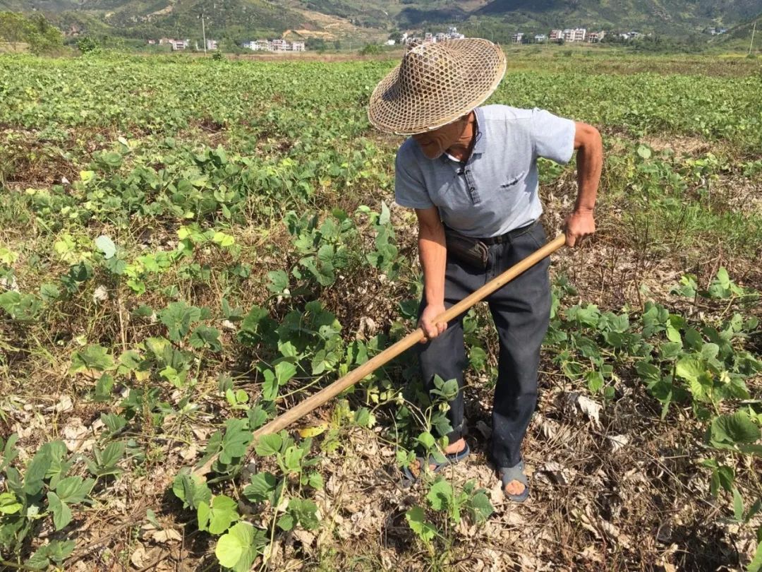 农村种植致富方向_农村致富项目种植业_几个有前景的农村种植致富项目