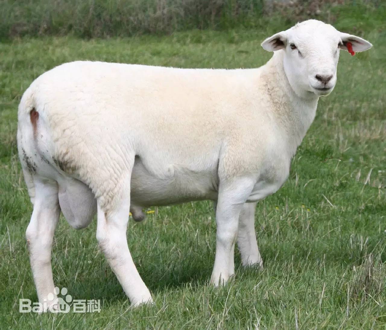 澳洲白绵羊种羊价格_农广天地澳洲白绵羊养殖视频_大姐养殖澳洲白绵羊致富