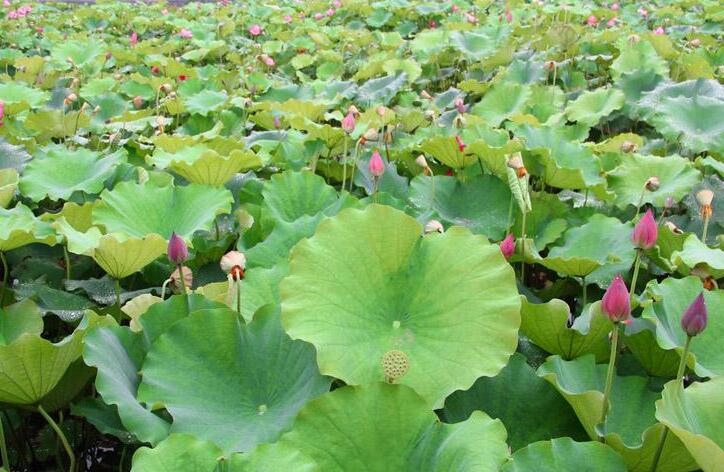 赏花又采莲，莲花种植一举多得拓宽农民增收致富路